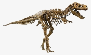 Know What That Something Is - T Rex Dinosaurs Skeleton #4152579