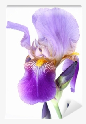 Purple Iris Flower On White Background Wall Mural • - Irises #4152597