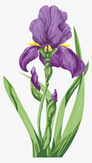 Clipart Resolution 673*1200 - Purple Iris Png #4152659