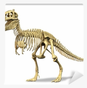 On White Background - T Rex Dinosaur Bones #4152726