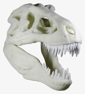 The Cranium Weighs Around 90kg And Took Approximately - Skull #4152745