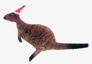 Kangaroo With Santa Hat - Kangaroo With A Santa Hat #4156929