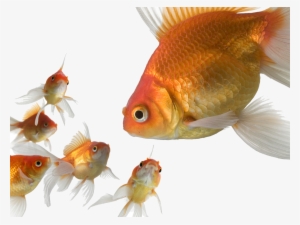 Transparent Gold Fish - 3d Gold Fish #4157803