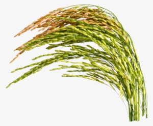 Kazi Auto Rice Mill - Rice Plant Png #4159286