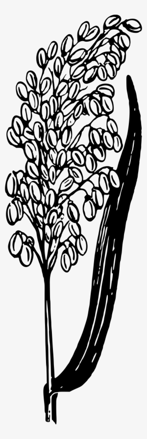 This Free Icons Png Design Of Rice Plant #4159370