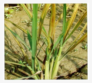 Rice Zinc3 - Zinc #4159558