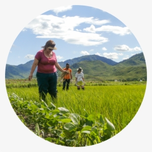 Because The Rice Planting Season Is Partly Dependent - Padang #4159585