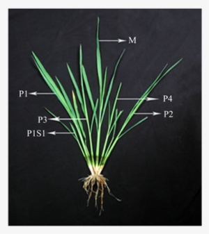 Tillering Pattern In Rice Few Days After Transplanting - Tillering Pattern In Rice #4159761