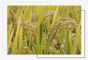 Leading Organic Basmati Rice Exporters In Pakistan - Rice #4159765