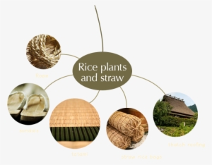 After Harvesting The Rice, The Plants Are Dried, And - Straw #4159830