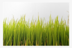 Paddy Field #4160597