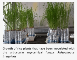 Plantsinoculatedamf Crag - Sweet Grass #4160666