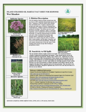 Download Pdf - Reed Canary Grass #4161673