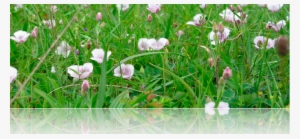 I Sell Seeds Of Many Flowers, Shrubs, Trees, Vines, - Welcome #4161677