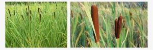 Cattails Are Often Among The First Wetland Plants To - 5 Plants That Live In The Wetlands #4161703