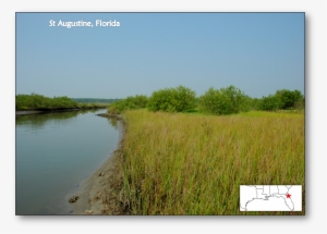Mangrove Expansion In Response To Climate Change - Florida Mangroves #4161851