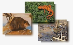 Beaver - Eastern Newt #4162221