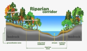 Riparian Corridor - Riparian Zone #4162305