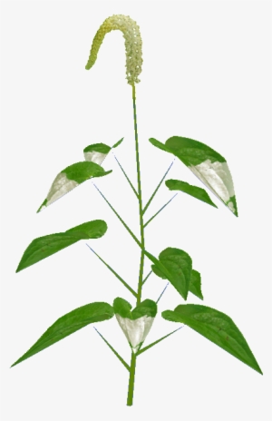 Wetlands Foliage - Houseplant #4162340