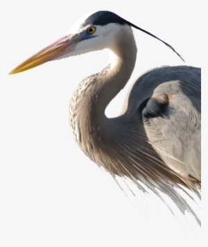 Bird Gard Electronic Bird Repellent Heron - Heron Bird Png #4163069