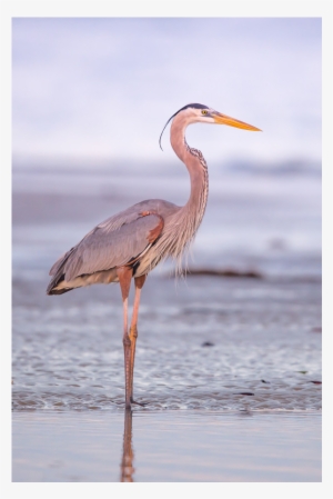 Great Blue Heron #4163146