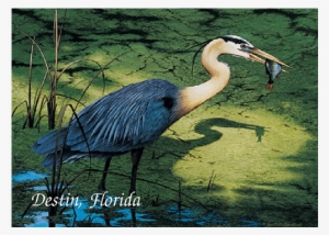 Henry The Great Blue Heron - Great Blue Heron #4163534