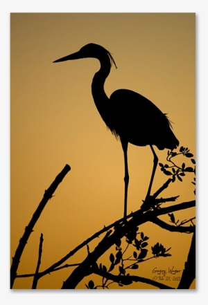 Heron Sunset Print By Wagner Photography - Photography #4164052
