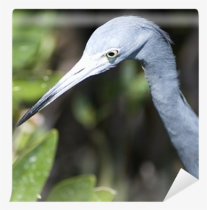 Little Blue Heron #4164098