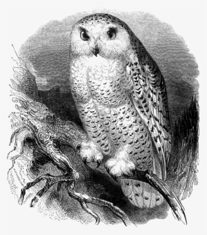 Jpg Download - Owl With Poem Throw Blanket #4165319