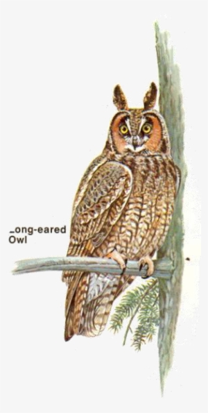 Long-earned Owl - Great Horned Owl #4165650