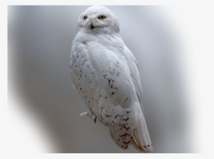 Color Palette Ideas From Owl Bird Of Prey Image - Snowy Owl #4165895