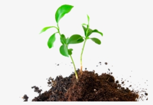 Growing Plant Png - Plant In Soil Png #4167483