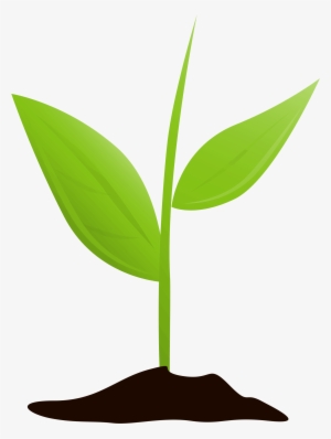 Growing Plant Mtq - Plants #4167509