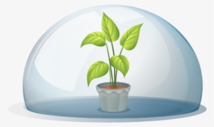 Humidity Dome - Flowering Plant And Non Flowering Plant #4167797