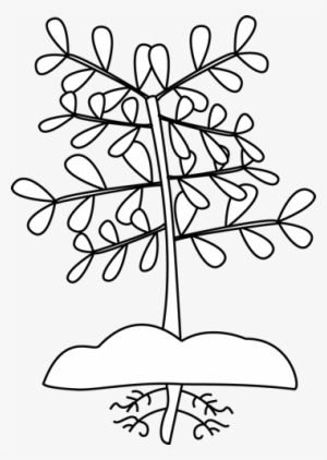 Black And White Plant With Roots Clip Art - Plant Needs Grade 2 #4167852