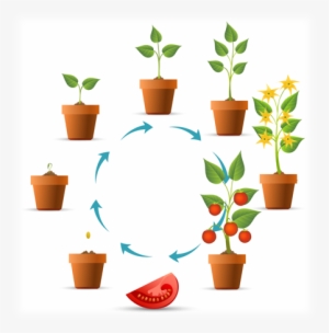 Daily Planting Guide - Croissance Plant De Tomate #4168332