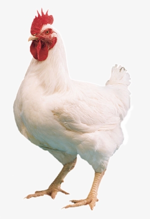 Specialists In Farm Amp Animal Farm Chicken Png - Broiler Chicken Images Png #4169517