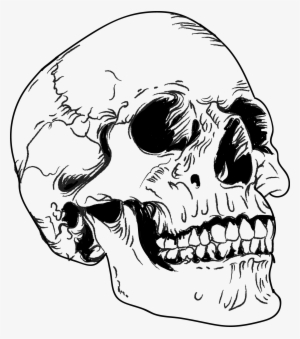 Image Of Skull - Anatomical Skull Vector #4170320