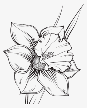 Flores De Narciso Dibujo Para Colorear - Narciso Tattoo #4170322