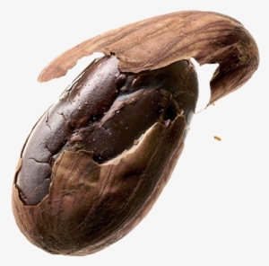 Image Of Cocoa Bean - Nibs Cocoa Beans #4171105