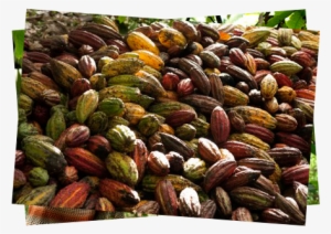 We Will Follow The Routes Of Peruvian Cocoa, Tasting - Fruit #4171307