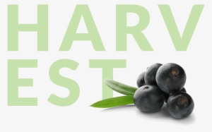 Acai Berries With Harvest In Background - Bilberry #4171478