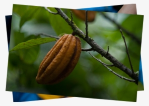 Visitors Can Stroll Through Its Historic Center, The - Fruit #4171842