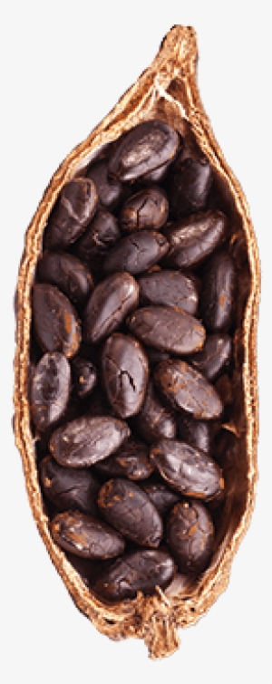 Cocoa - Peanut #4171913