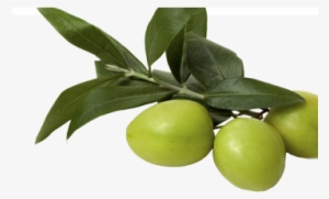 Aceituna - Lagunamoon Anti Cellulite Massage Oil 100% Natural #4174797