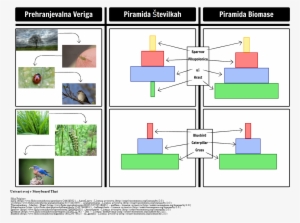 Piramide Iz Biomase In Piramide V Številkah - Piramide Delle Biomasse Catena Alimentare #4175978