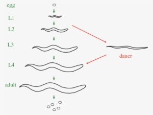 Under Replete Conditions , The C - Life Stages Of C Elegans #4177384
