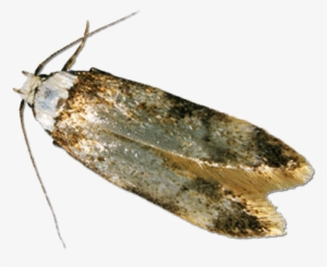 Clothes Moths Uk #4178028