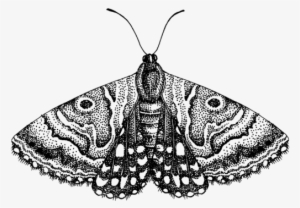 Moth Butterfly Insects - Moth Png Transparent #4178069