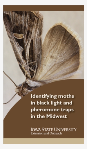 1 F - Polyommatus #4178197